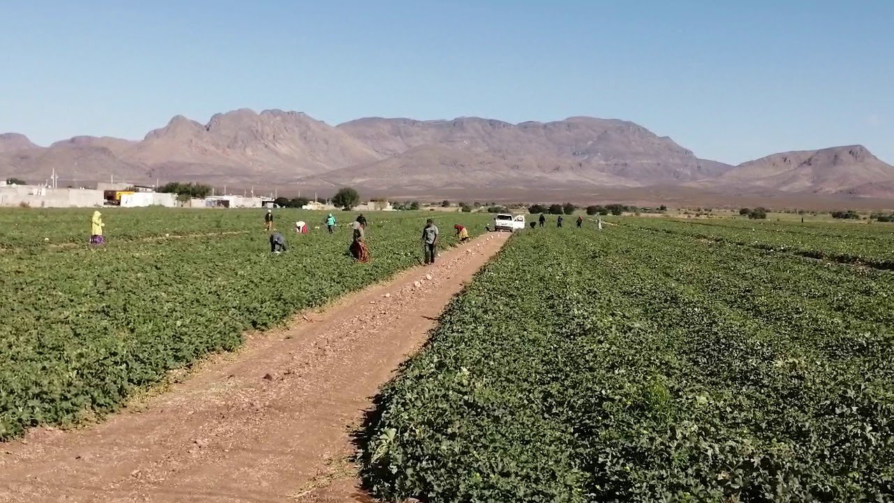 Es tiempo de cosecha de hortalizas en el estado de Chihuahua