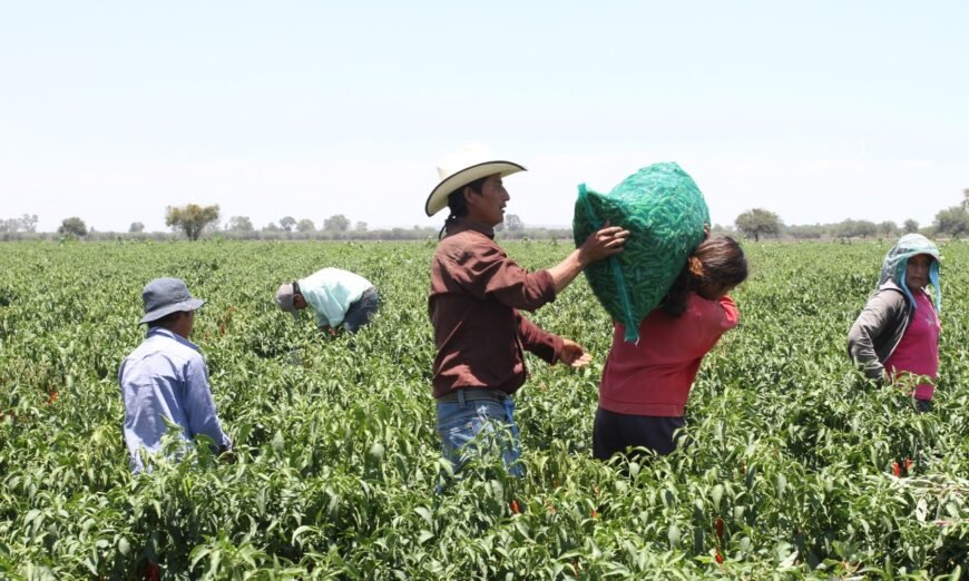 jornaleros-agricolas-crisis-covid-pandemia-870×522